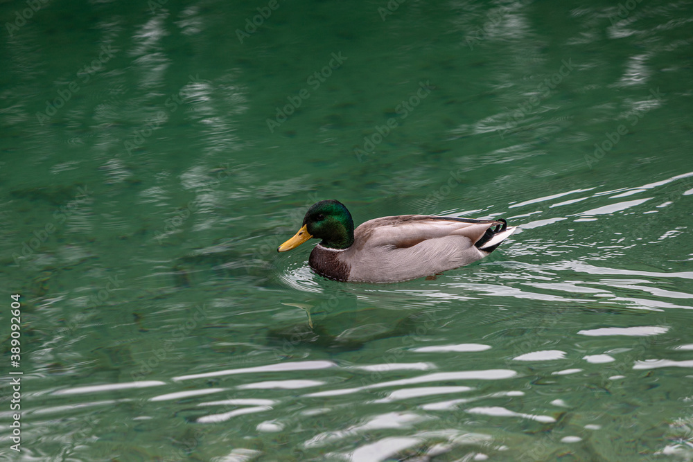 Fototapeta premium Erpel