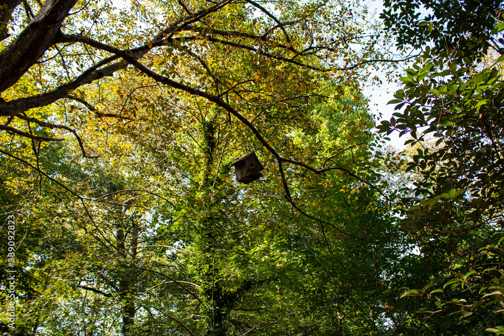 Fototapeta premium Birdhouse hanged on a giant tree