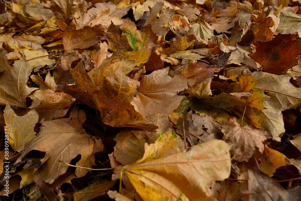autumn fallen to the ground, colorful foliage