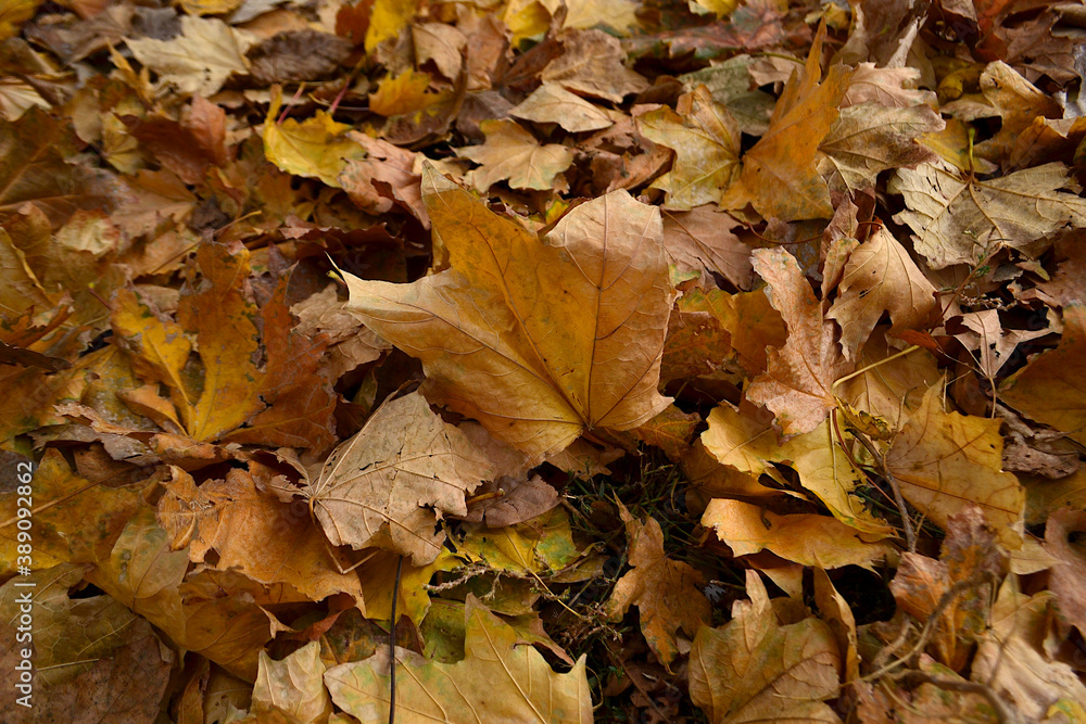 autumn fallen to the ground, colorful foliage