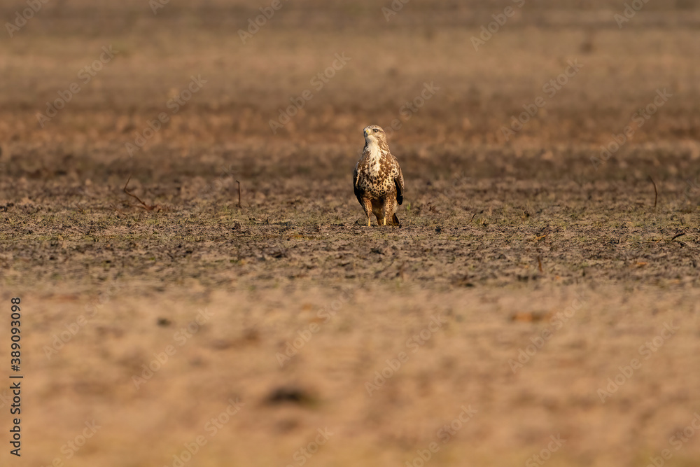 Buzzard bird of prey sits in a pasture in brown sand, buteo buteo, in front view