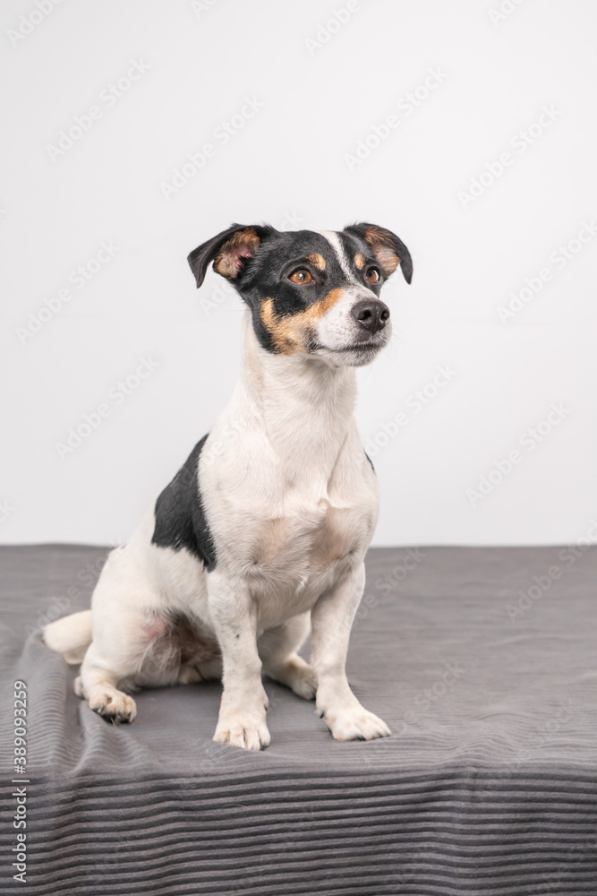 Young brown, black and white Jack Russell Terrier posing in a studio, the dog looks straight into the camera, copy space