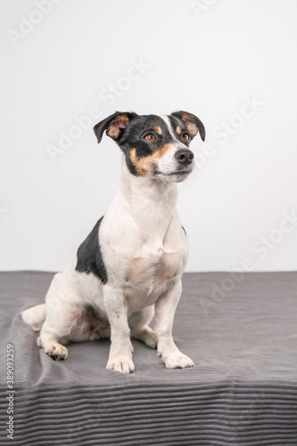 Young brown, black and white Jack Russell Terrier posing in a studio, the dog looks straight into the camera, copy space