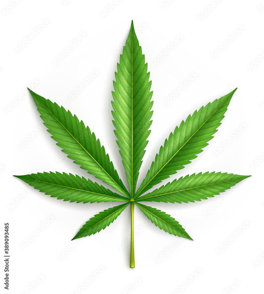 Cannabis Cannabis
