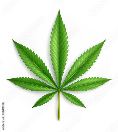 Cannabis