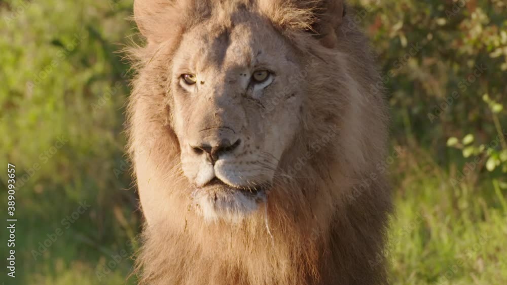Lion Walking in slow motion 