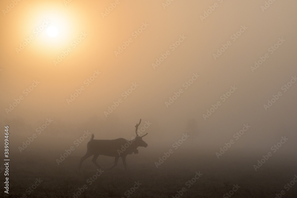 Reindeer silhouette at dawn in the mist. The sun rises on the horizon. North of Russia, Kola Peninsula.
