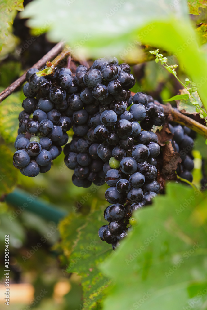 Cabernet sauvignon`s grapes ripe and ready to be transformed into an delicious bottle of wine.