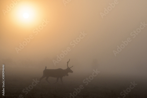 Reindeer silhouette at dawn in the mist. The sun rises on the horizon. North of Russia, Kola Peninsula.