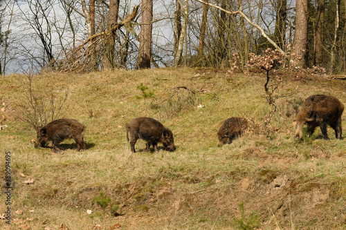 Wild boar family with cute piglets walking in the forest