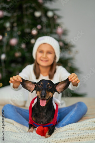 Happy childhood, Christmas magic fairy tale. A little girl is laughing with her friend, a dachshund dog, near the Christmas tree