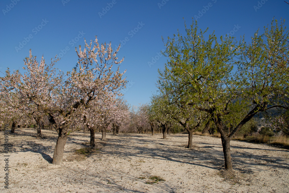 Almond trees with blossom and new leaves in February, Alicante Province, Spain Almond trees with blossom and new leaves in February, Alicante Province, Spain