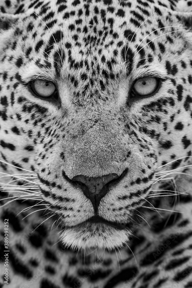 Fototapeta premium Leopard Pose....