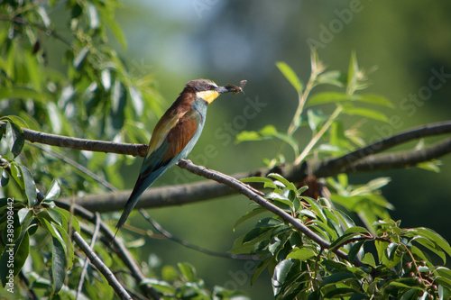 Kolorowa żołna ptak z owadem w dziobie siedzący na gałęzi