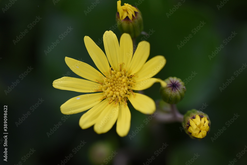 Japanese silver leaf flowers / Asteraceae evergreen grass Japanese silver leaf flowers / Asteraceae evergreen grass