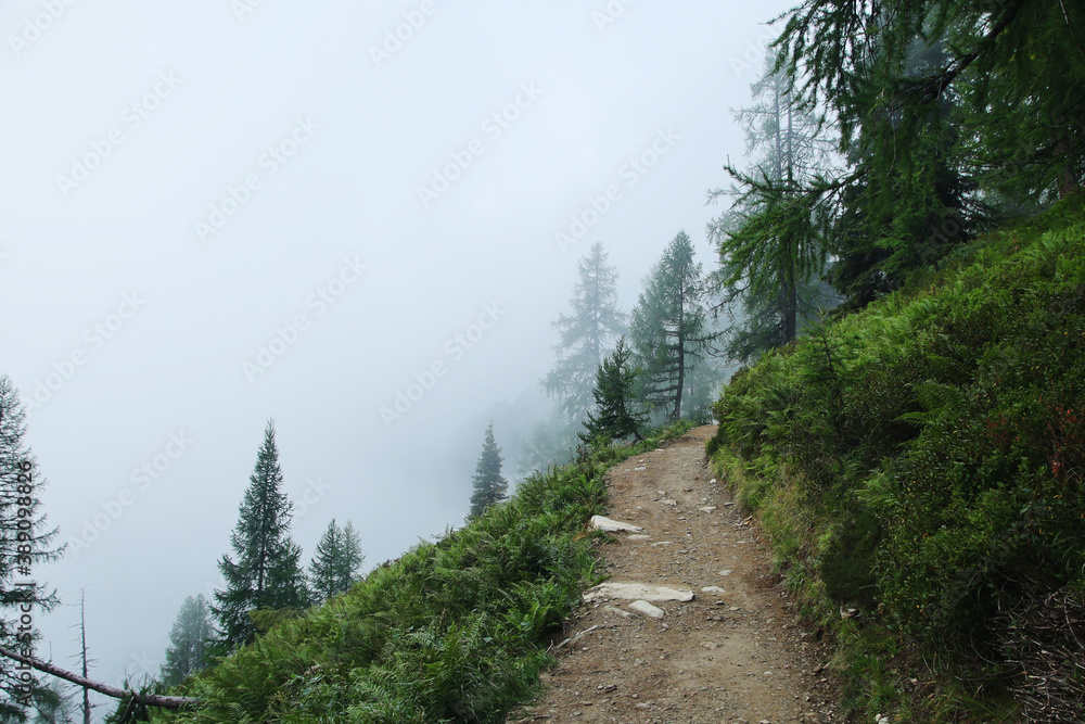 The path to Spiegelsee in Reitaralm, Austia The path to Spiegelsee in Reitaralm, Austia