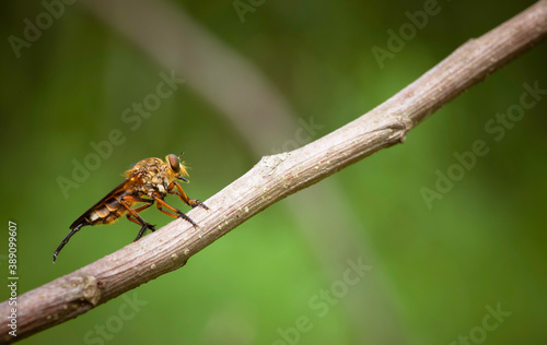 robberfly on twig