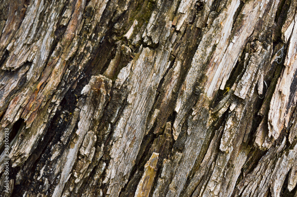 Dark tree bark texture background Dark tree bark texture background