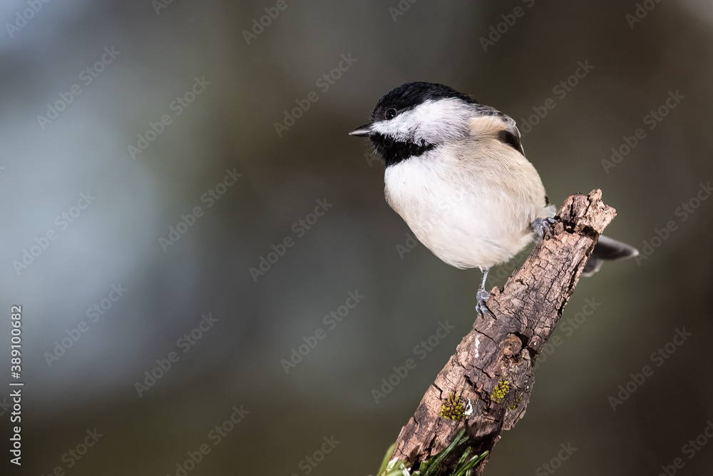 Carolina Chickadee Perched Delicately on a Slender Branch Carolina Chickadee Perched Delicately on a Slender Branch