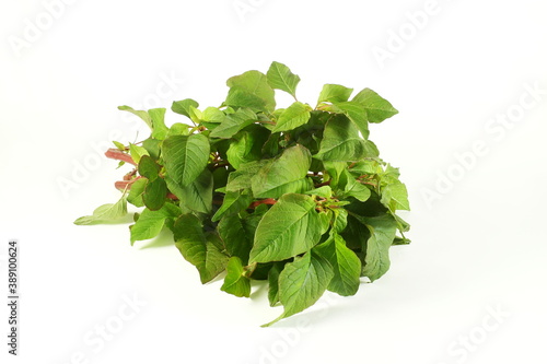 Photos garden fresh green amaranth or indian red stems amaranth vegetable for cooking o