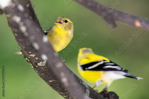 Pair of American Goldfinch Resting in a Tree
