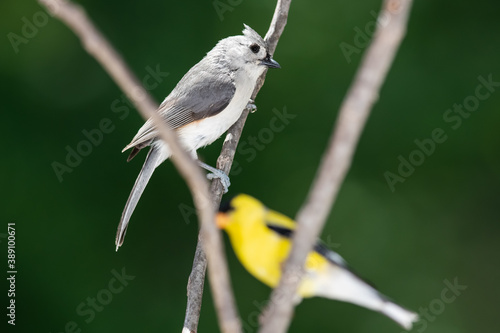 Curious Tufted Titmouse, Perched with a Goldfinch on a Slender Tree Branch