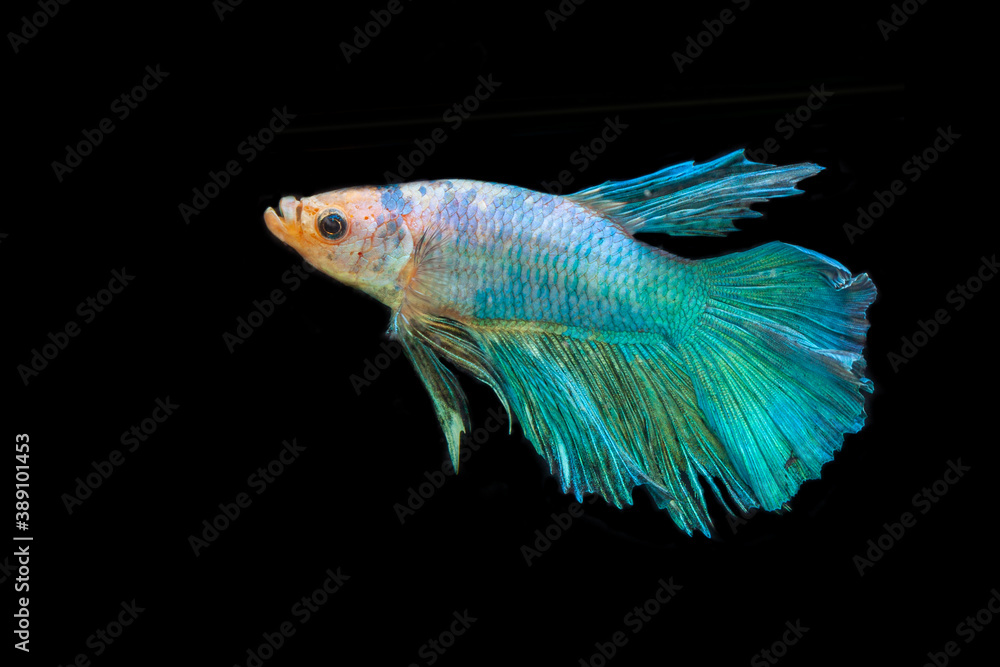 siamese fighting fish isolated on black siamese fighting fish isolated on black
