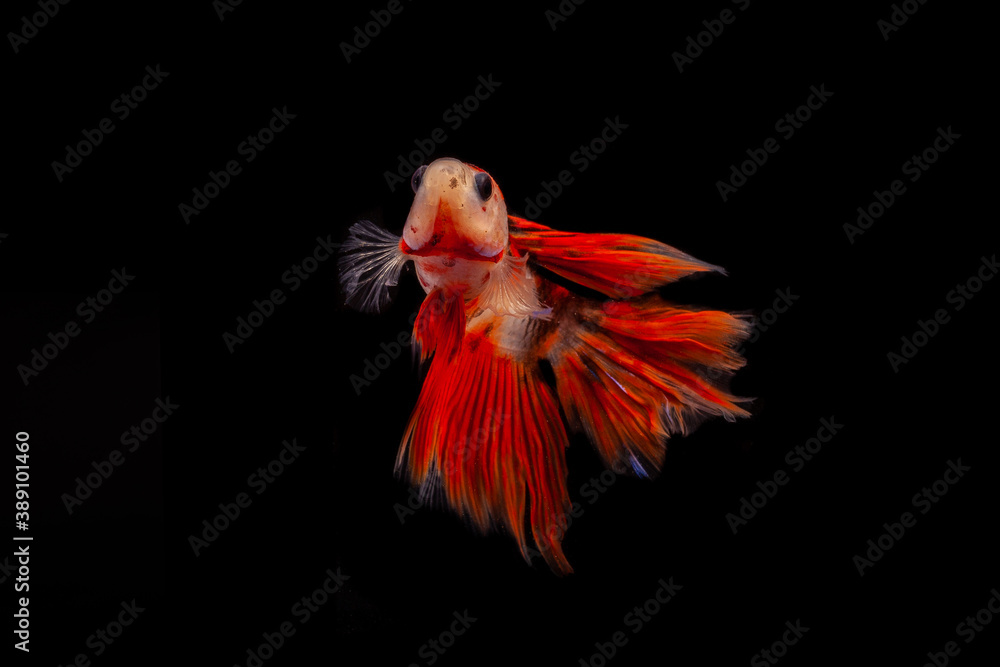 Obraz premium betta fish on black background