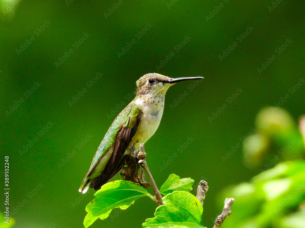 Fototapeta premium Ruby-Throated Hummingbird on a Branch Head Outstretched Forward Beak Tilted Up - a Series