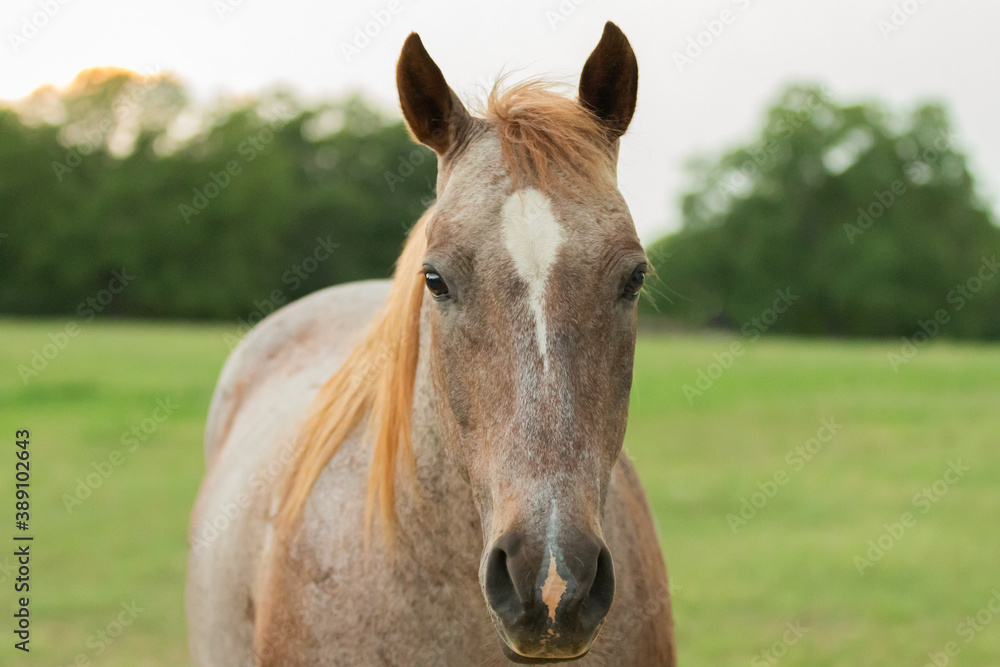 Fototapeta premium Portrait of a red roan hose 