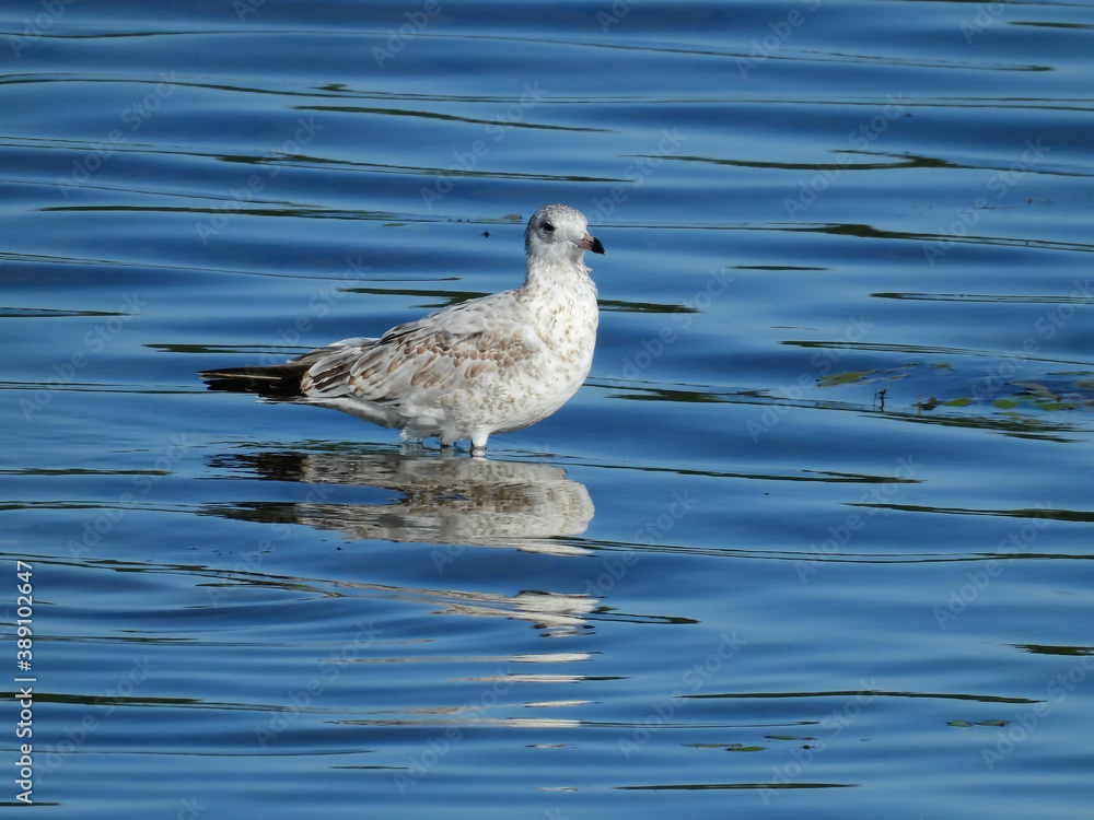 Obraz premium A Ring-Billed Gull Bird Standing in Shallow Bright Blue Lake Water as it Ripples Past the Bird