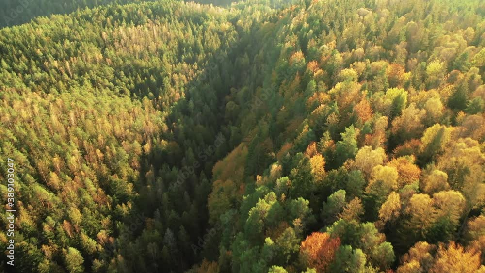 Autumn coniferous deciduous forest, aerial view, yellow birch, oak and hornbeam, contrast with conifers. Autumn coniferous deciduous forest, aerial view, yellow birch, oak and hornbeam, contrast with conifers.