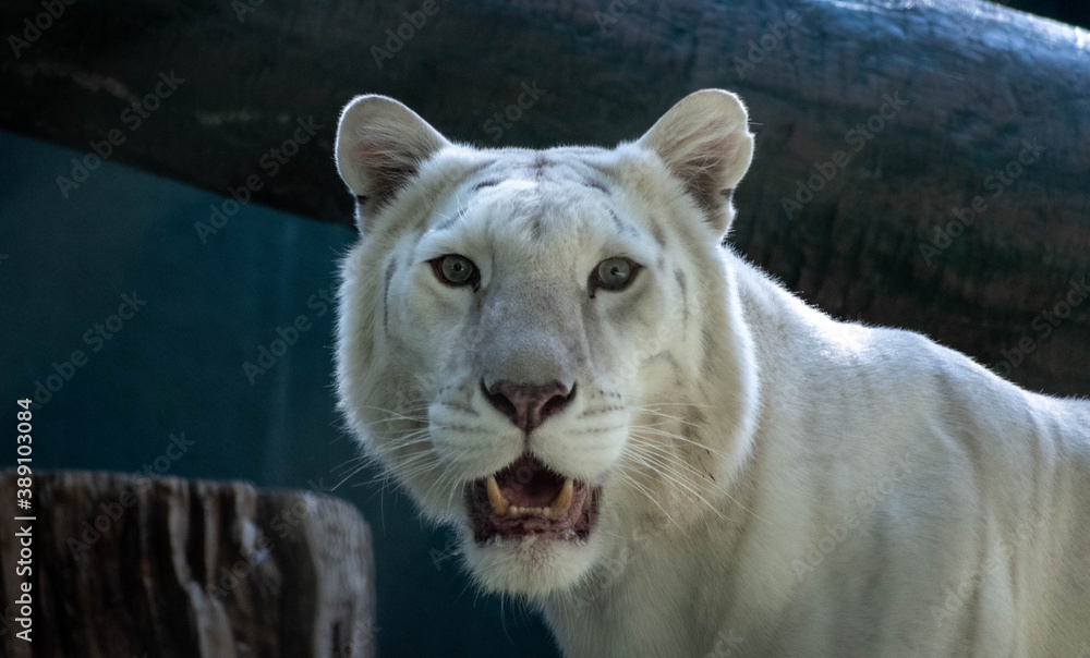 White lion with her mouth open White lion with her mouth open