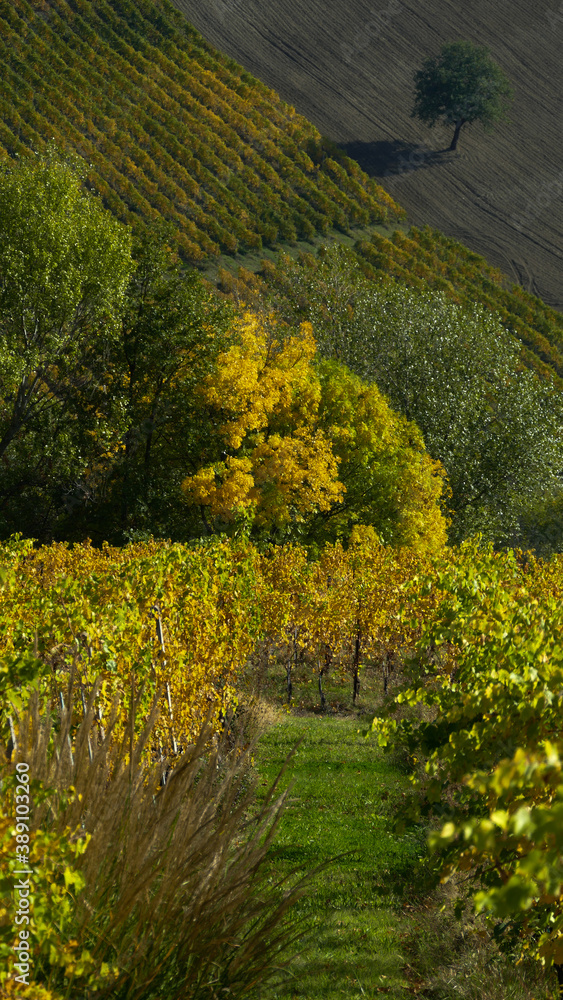 Obraz premium alberi in autunno con foglie gialle