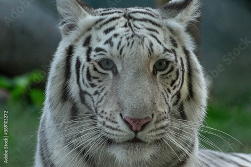 portrait of a white tiger