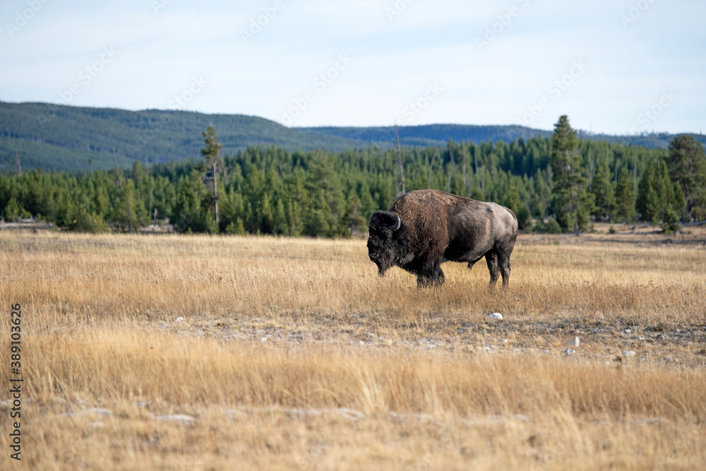 Bison male bull grazing Yellowstone buffalo. Wildlife and animal refuge for great herds of American Bison Buffalo and Rocky Mountain Elk. Yellowstone National Park in Wyoming Bison male bull grazing Yellowstone buffalo. Wildlife and animal refuge for great herds of American Bison Buffalo and Rocky Mountain Elk. Yellowstone National Park in Wyoming