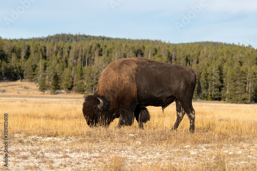Bison male buffalo grazing Yellowstone close. Wildlife and animal refuge for great herds of American Bison Buffalo and Rocky Mountain Elk. Yellowstone National Park in Wyoming © Donley Despain