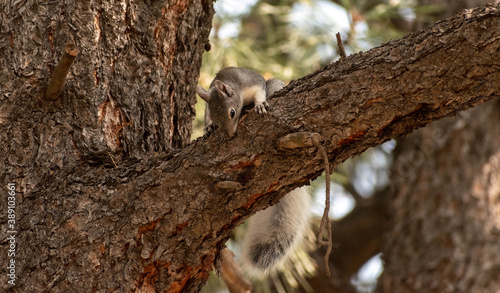 squirrel on tree