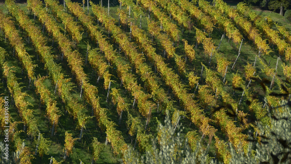 Fototapeta premium paesaggio di campagna con vigneti
