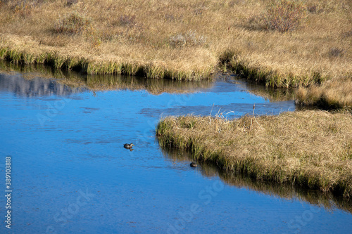 Idaho lake duck and beautiful shoreline nature. Shallow alpine lake in eastern Idaho. At the Continental Divide near Yellowstone National Park and Island Park. Mountain valley recreation area. photo