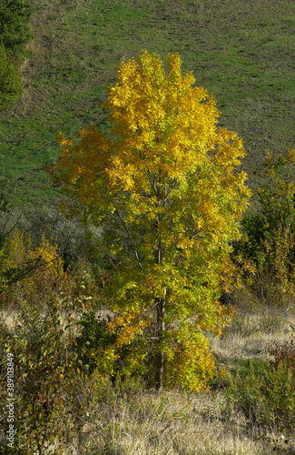 alberi in autunno con foglie gialle