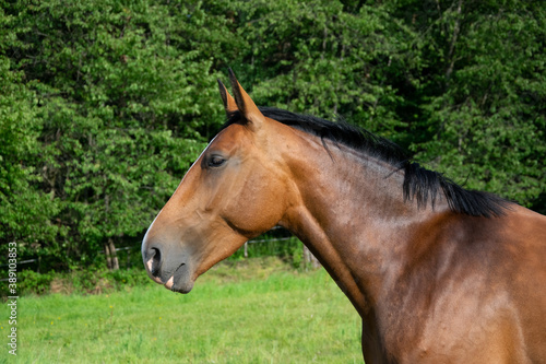 portrait of a horse