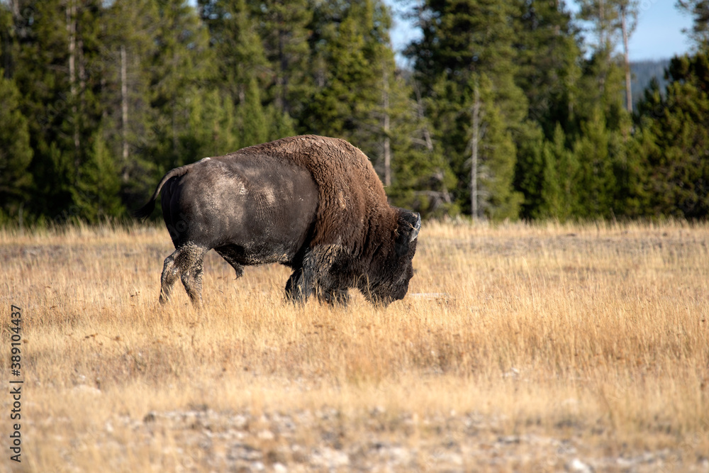 Yellowstone bull bison buffalo walks away forest meadow close 1176. Wildlife and animal refuge for great herds of American Bison Buffalo and Rocky Mountain Elk. Yellowstone National Park in Wyoming