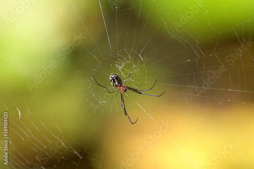 Spinnen in der Karibik