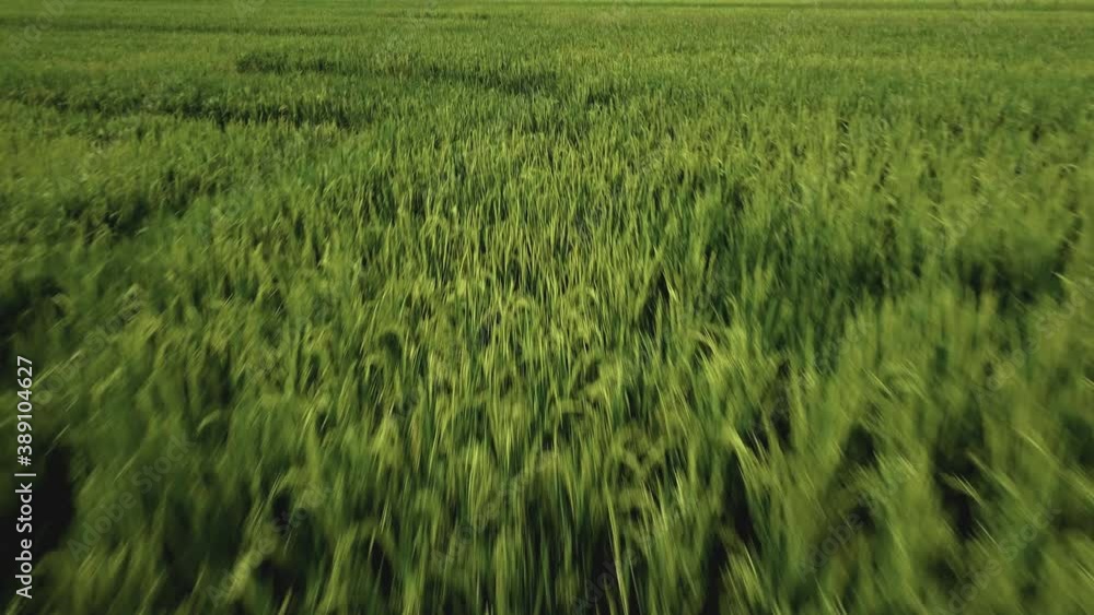 rice green fields from a drone view rice green fields from a drone view