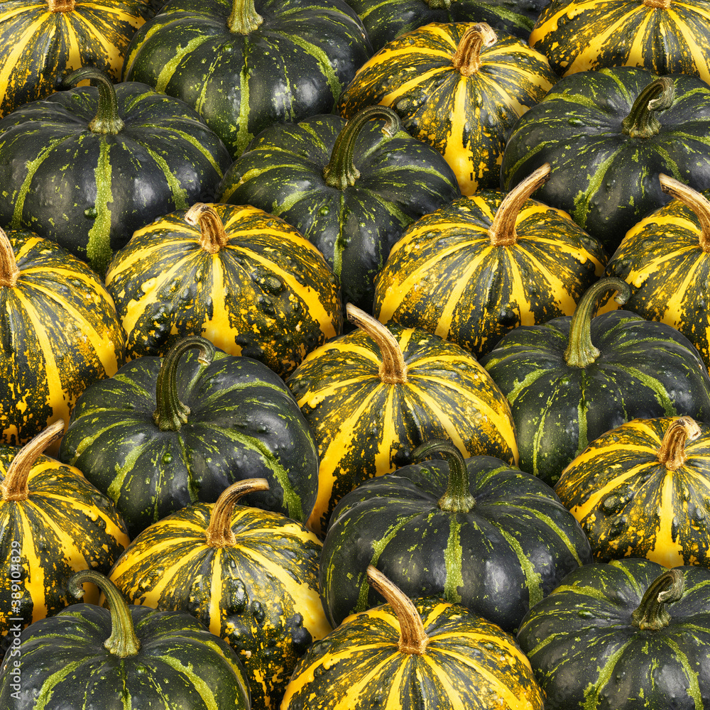 Background from green and orange striped pumpkins