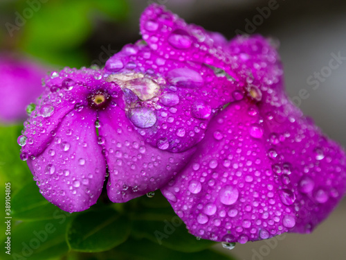 close view of purple flower in the rain