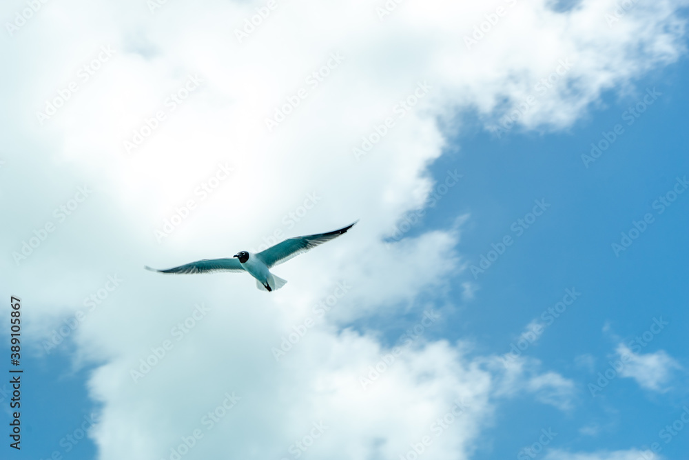 Fototapeta premium a flying seagull