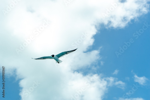 a flying seagull