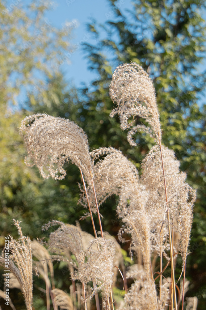 Silver grass in the park